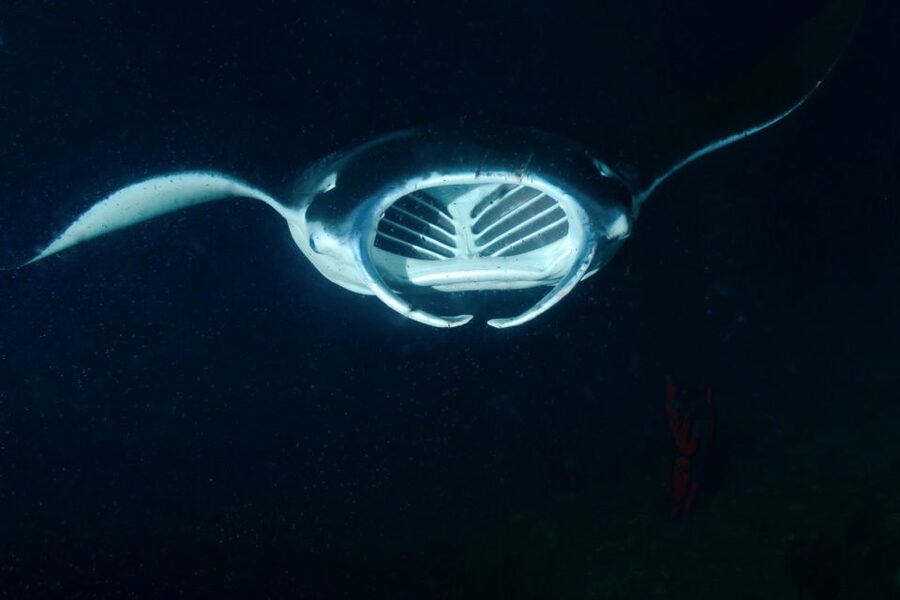 Kailua Kona: Night Manta Ray Adventure on the Big Island - What you get for $121: pricing that makes sense for a night spectacle