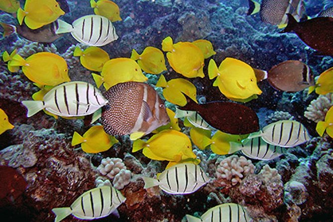 Kauai’s Ultimate Guided Shore Snorkel in South Poipu - South Poipu shore entry: why this route works