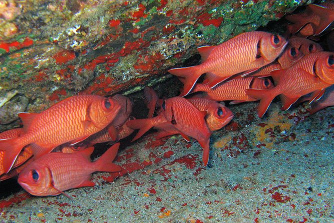 Kauai’s Ultimate Guided Shore Snorkel in South Poipu - What you might see under the surface at Poipu