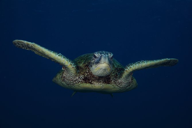 Kauai’s Ultimate Guided Shore Snorkel in South Poipu - Guides make or break shore snorkeling, and this one leans strong