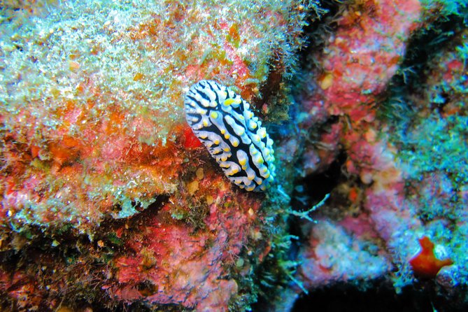 Kauai’s Ultimate Guided Shore Snorkel in South Poipu - Price and value: is $119.80 reasonable?