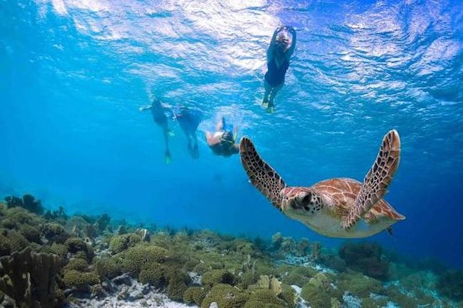 Kauai’s Ultimate Guided Shore Snorkel in South Poipu - Snorkel lesson plus flotation: what it means for beginners