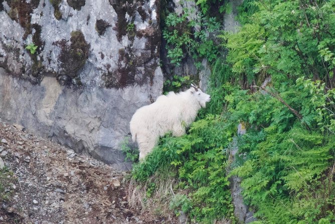 Kenai Fjords and Resurrection Bay Half-Day Wildlife Cruise - What You’re Actually Doing in 4 Hours From Seward Harbor