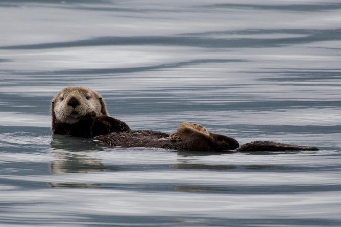Kenai Fjords and Resurrection Bay Half-Day Wildlife Cruise - The Big Ice Moment: Cruising Past Bear Glacier