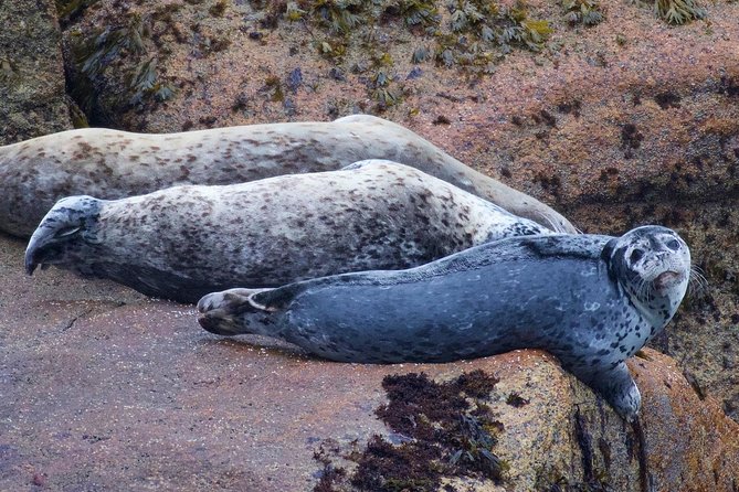 Kenai Fjords and Resurrection Bay Half-Day Wildlife Cruise - Who This Cruise Fits Best, and Who Might Want More Time