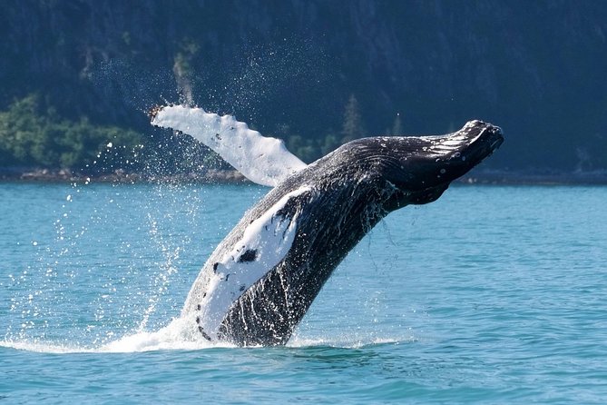 Kenai Fjords and Resurrection Bay Half-Day Wildlife Cruise - Value for $165.93: What You’re Paying For in Real Terms