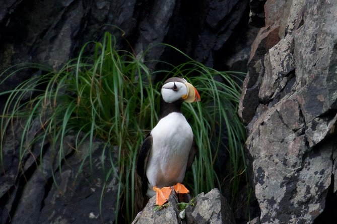 Kenai Fjords and Resurrection Bay Half-Day Wildlife Cruise - Smart Planning Tips That Make a Difference