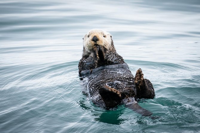 Kenai Fjords National Park Glacier & Wildlife Cruise - First, Know What You’re Buying: a glacier-and-wildlife cruise that actually runs like a trip