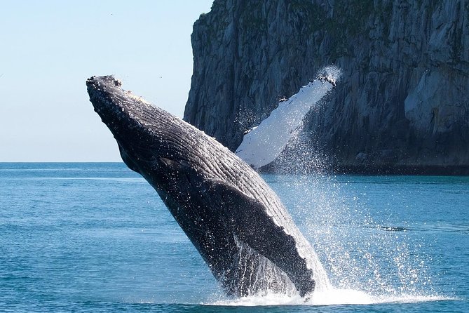 Kenai Fjords National Park Glacier & Wildlife Cruise - The 100-Mile Round Trip: how the day unfolds from Seward to the park