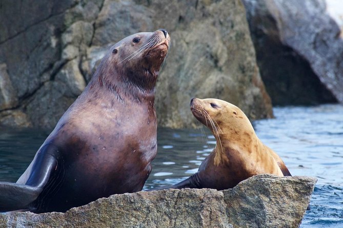 Kenai Fjords National Park Glacier & Wildlife Cruise - Holgate Glacier or Aialik Glacier: how to be ready for either one