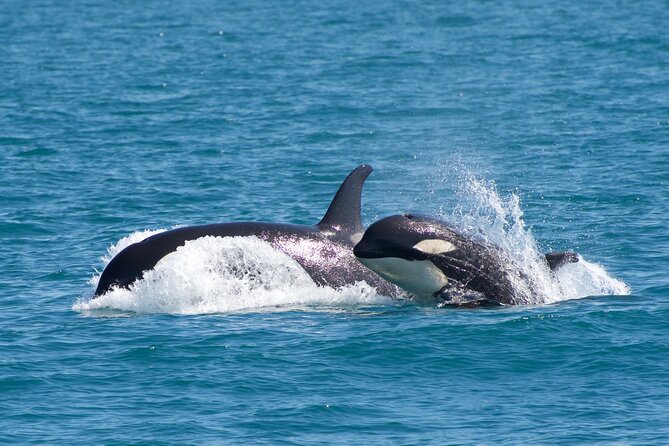Kenai Fjords National Park Glacier & Wildlife Cruise - Wildlife spotting strategy: what you can hope for, and what you should accept