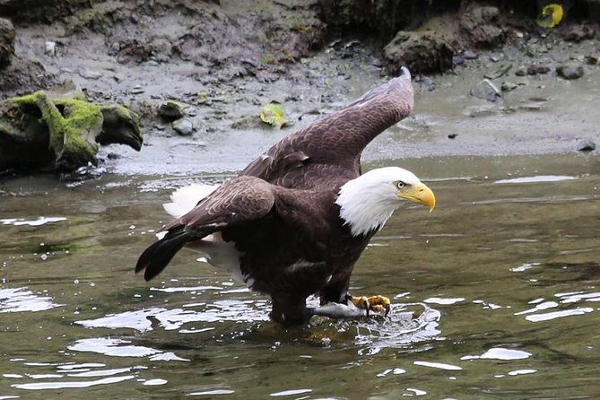 Ketchikan All In One - Who Should Book This Ketchikan All In One Tour
