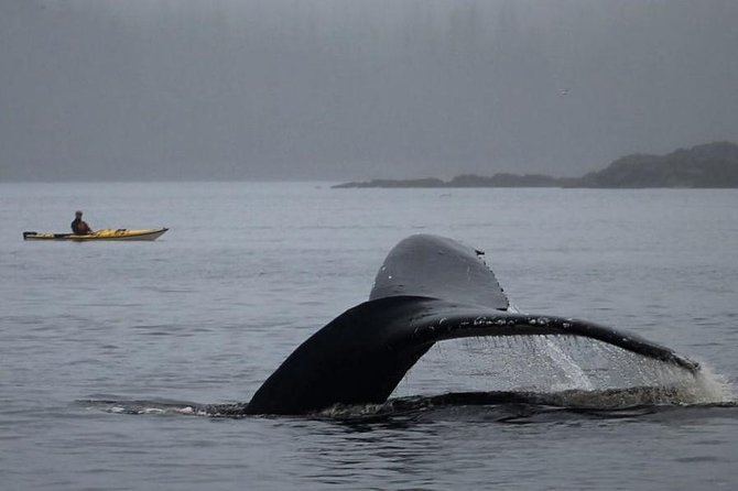 Ketchikan Kayak Eco-Tour - The Real Timeline: From Dock Check-In to Time on the Water