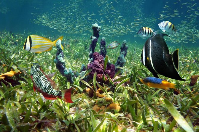 Key Largo Two Reef Snorkel Tour - All Snorkel Equipment Included! - Key points before you go