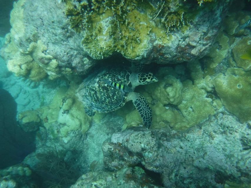 Key West: 3-Hour Afternoon Reef Snorkel with Drinks - The Reef: Third-Largest Living Coral, and What You Should Expect to See