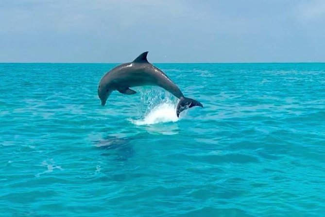Key West Dolphin Watch and Snorkel Tour - Eco Adventure - What you will see underwater, and why some trips feel better than others