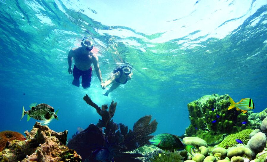 Key West: Dolphin Watching and Snorkeling Eco Cruise Tour - Dolphin Watching in the Gulf of Mexico: What You Can Expect