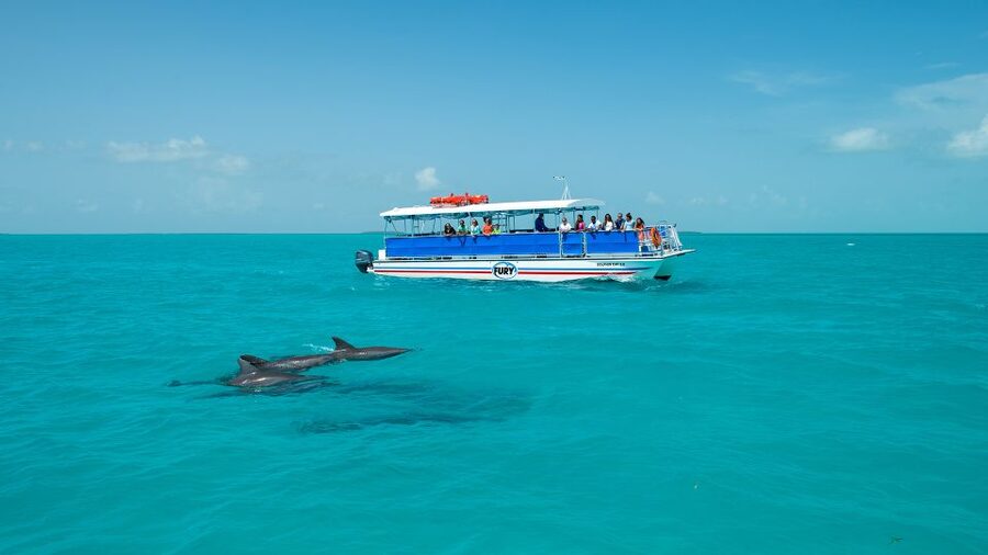 Key West: Dolphin Watching and Snorkeling Eco Cruise Tour - The Snorkel Portion in Key West Backcountry Waters