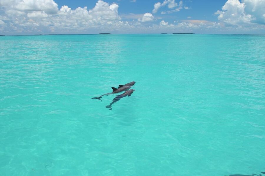 Key West: Dolphin Watching and Snorkeling Eco Cruise Tour - Dolphin watching: how you spot pods without rushing them