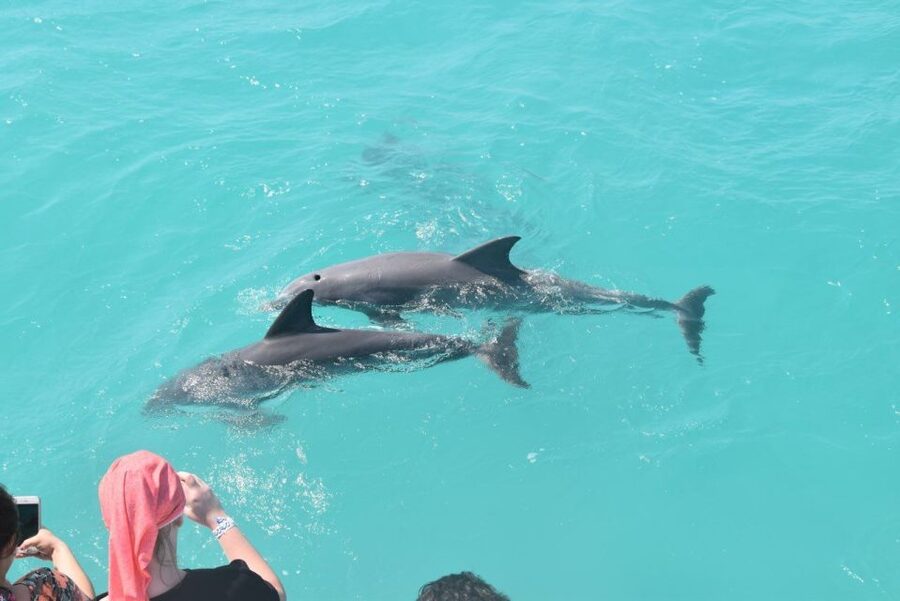 Key West: Dolphin Watching and Snorkeling Sunset Cruise - Why this Key West water tour feels like a good use of your afternoon