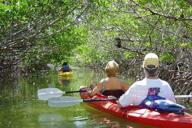 Key West Mangrove Kayak Eco Tour - Key points worth knowing before you go