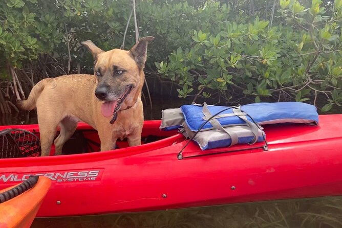 Key West Mangrove Kayak Eco Tour - Who this tour is best for (and who should skip it)