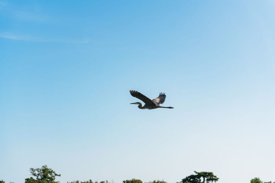 Kissimmee: Everglades Airboat Adventure Tour - Key things I’d bank on before you go