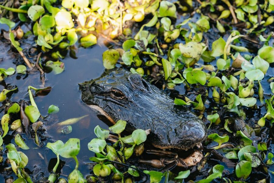 Kissimmee: Everglades Airboat Adventure Tour - Your 1-hour vs 90-minute choice: what it changes for you on the water