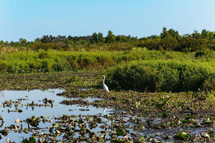 Kissimmee: Everglades Airboat Adventure Tour - Comfort, sound, and heat: the practical stuff that makes or breaks your trip