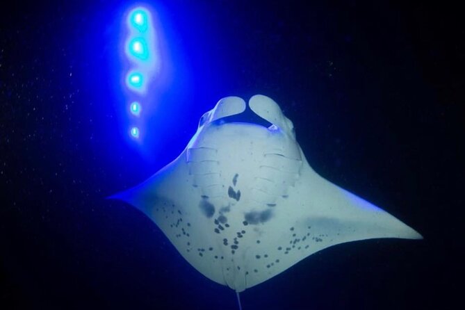 KONA Manta Ray Night Snorkel - FREE re-ride if no Sightings - Gear, wetsuits, and the reality of night water