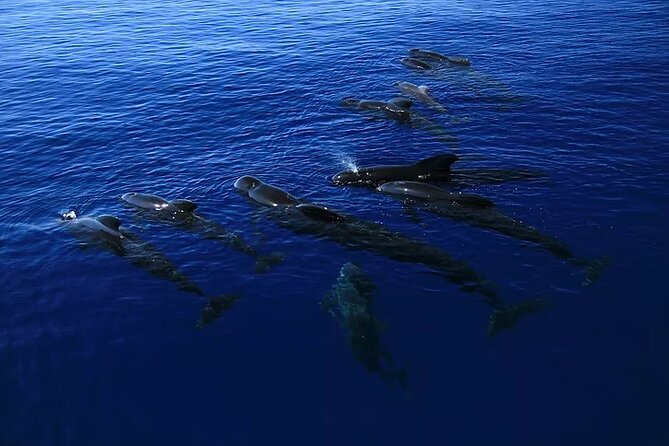 Kona Snorkel Tour: Captain Cook Reef Snorkel, Dolphin & Sea Caves - The fast boat ride: speed, sea caves, and real-time adjustments