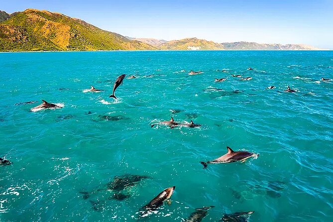 Kona Snorkel Tour: Captain Cook Reef Snorkel, Dolphin & Sea Caves - Where you meet in Kailua-Kona, and what to pack