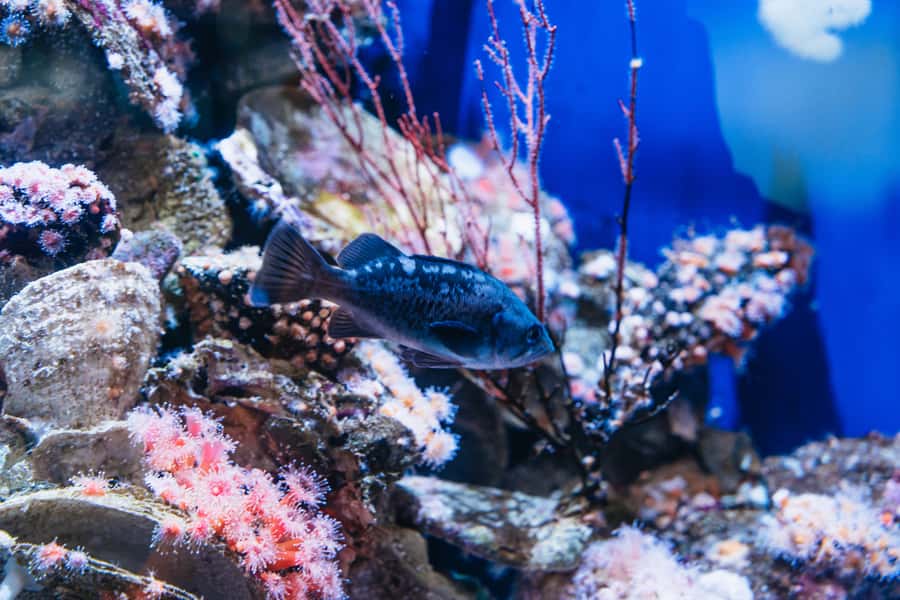 LA: Aquarium of the Pacific Skip-the-Line Entry - Key Things I’d Prioritize