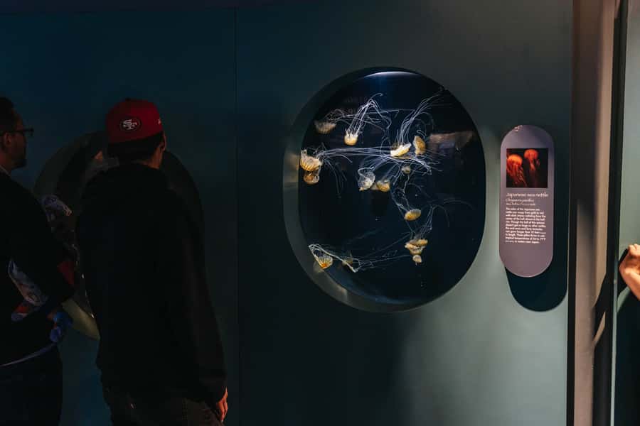 LA: Aquarium of the Pacific Skip-the-Line Entry - Interactive Moments and Touch Tanks: Fun, But Go With the Flow
