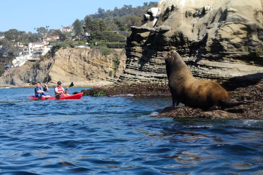 La Jolla: 2-Hour Kayak Tour of the 7 Caves - The 2 Hours Afloat: Timing That Works for First-Timers