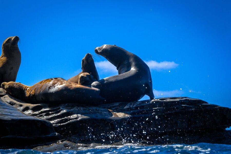 La Jolla: 2-Hour Kayak Tour of the 7 Caves - Where to Meet, What to Bring, and How to Avoid Start-Time Stress
