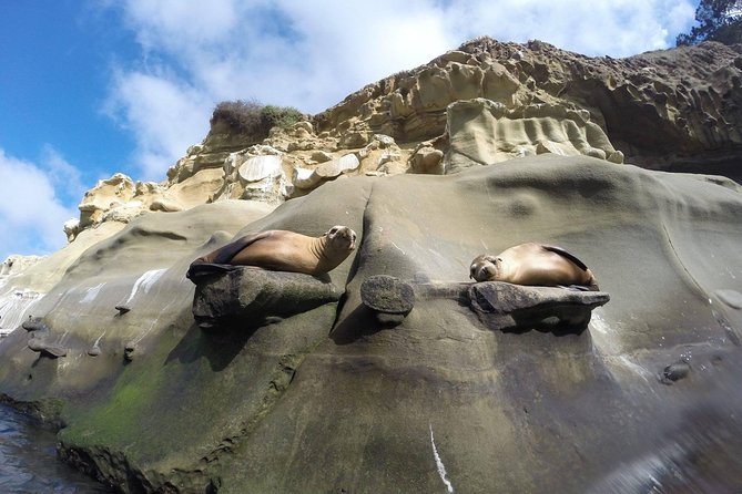 La Jolla Sea Caves Kayak Tour For Two (Tandem Kayak) - Why Kayak Through the La Jolla Ecological Reserve?