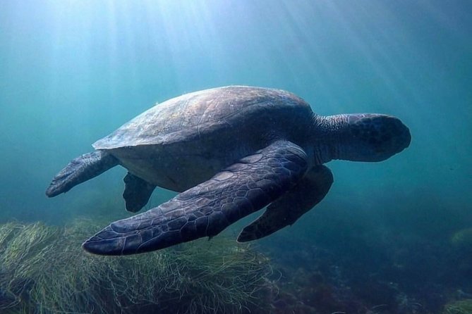 La Jolla Sea Caves Kayak Tour For Two (Tandem Kayak) - Price and Value: $75 for a Tandem Kayak Experience