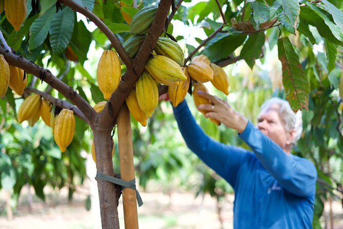 Lahaina: Maui Ku'ia Estate Guided Cacao Farm Tour and Tasting - Key things that make this tour worth your time