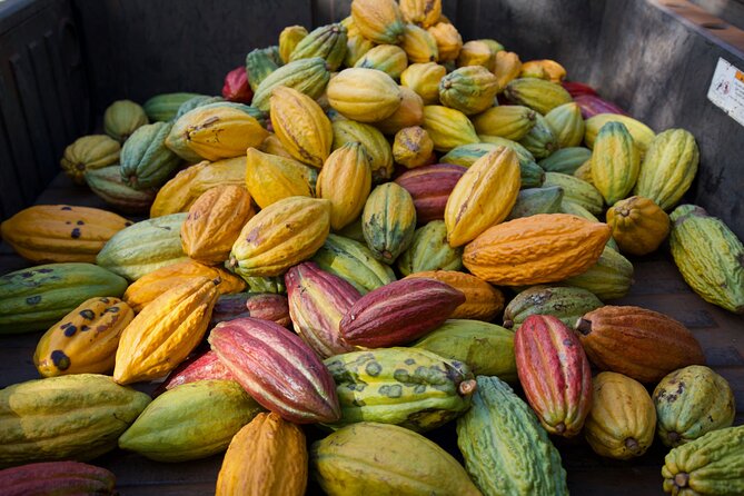 Lahaina: Maui Ku'ia Estate Guided Cacao Farm Tour and Tasting - Timing, group size, and how not to get surprised