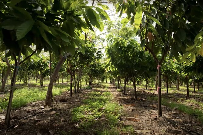 Lahaina: Maui Ku'ia Estate Guided Cacao Farm Tour and Tasting - Comfort and movement: stairs, walking time, and shoes