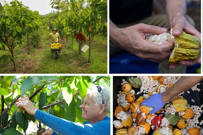 Lahaina: Maui Ku'ia Estate Guided Cacao Farm Tour and Tasting - What you learn on the cacao farm, pods to harvest