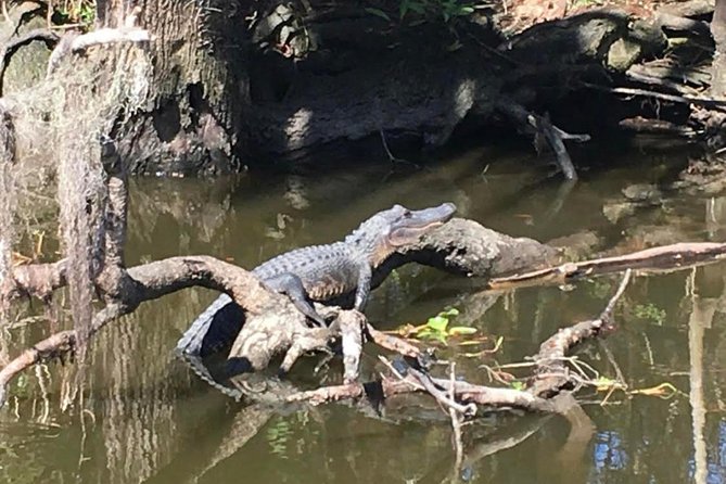Large Airboat Swamp Tour with Transportation from New Orleans - Barataria Preserve: Where the Captain Does the Work