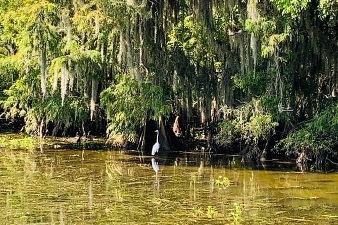Large Airboat Swamp Tour with Transportation from New Orleans - Photo Stops That Don’t Feel Like Interruptions