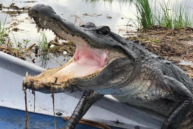 Large Airboat Swamp Tour with Transportation from New Orleans - The Mississippi River Transfer, Plus an Early Reality Check