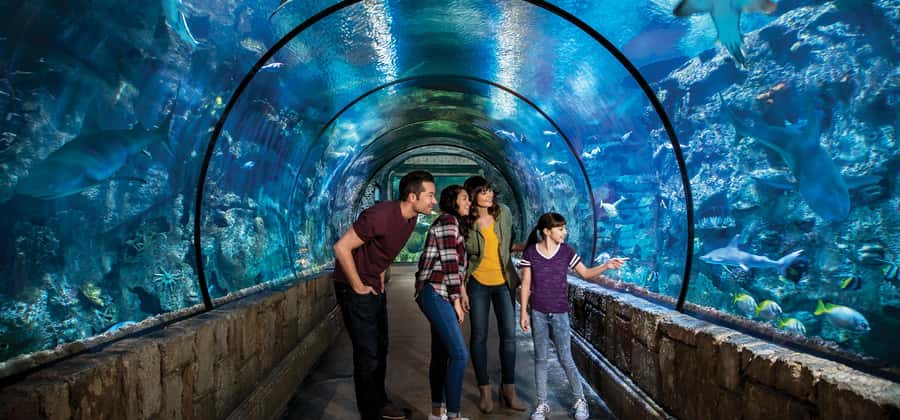 Las Vegas: Shark Reef Aquarium Entry Ticket - Why Shark Reef hits different inside Mandalay Bay