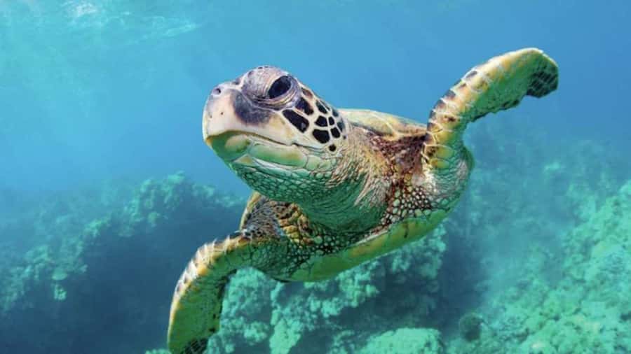 Las Vegas: Shark Reef Aquarium Entry Ticket - Finding the aquarium, without getting lost in Mandalay Bay