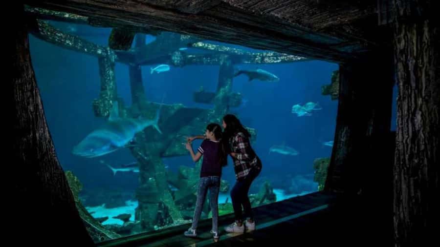 Las Vegas: Shark Reef Aquarium Entry Ticket - Entering the star attraction: the 360-degree shark tunnel