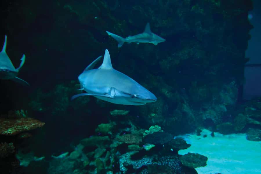 Las Vegas: Shark Reef Aquarium Entry Ticket - The shipwreck exhibit: authentic-feeling and easy to remember