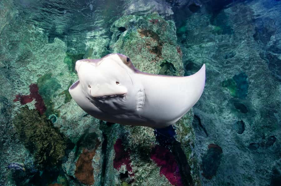 Las Vegas: Shark Reef Aquarium Entry Ticket - Undersea Explorer VR: fun, but treat it like an add-on